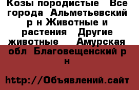 Козы породистые - Все города, Альметьевский р-н Животные и растения » Другие животные   . Амурская обл.,Благовещенский р-н